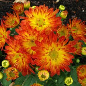 2 LIVE PLANTs HARDY MUMS STACY DAZZLING ORANGE 4" Growing Pot Ships NO POT…
